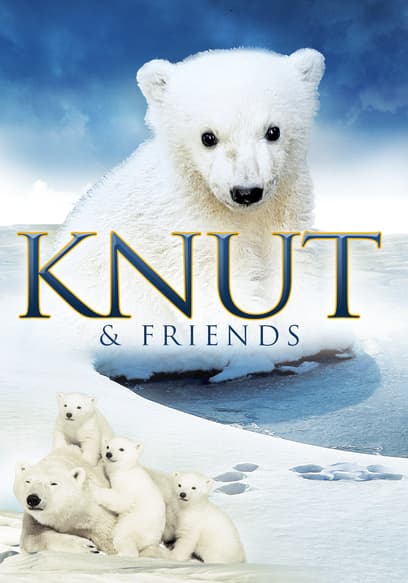 Knut & Friends