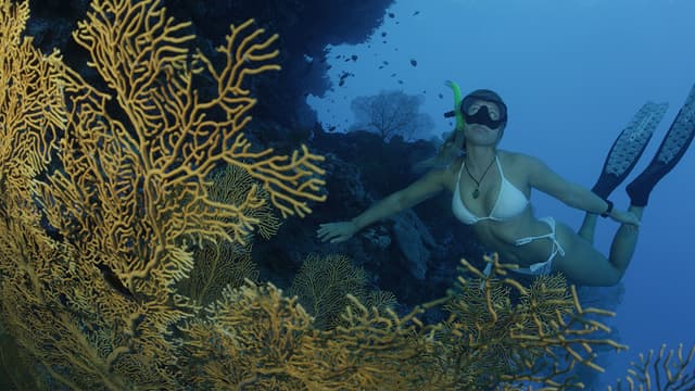 S01:E05 - Saumarez Reef