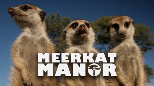 Watch Meerkat Manor Season 2 Streaming Online | Tubi Free TV