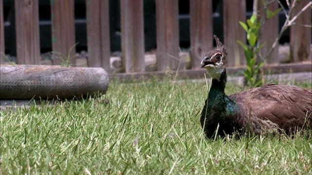 S06:E10 - Feathers and Fangs