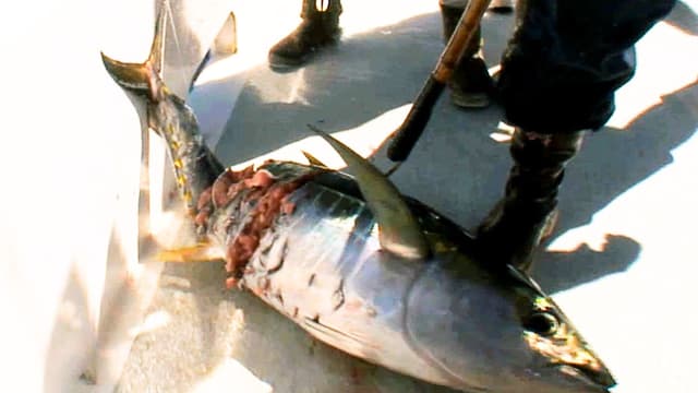 S01:E17 - Tuna Pays the Shark Tax at Guadalupe Island