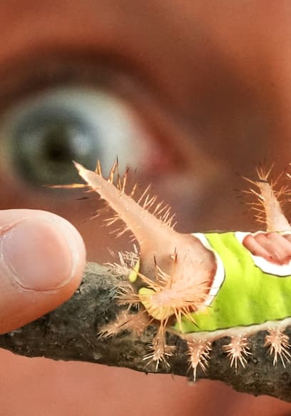 S05:E12 - Stung by a Venomous Neon Caterpillar! poster