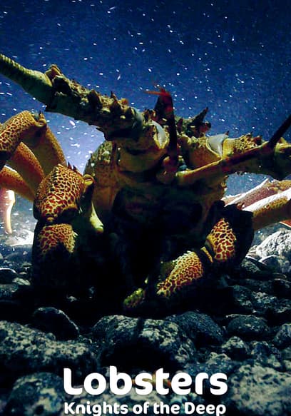 Lobsters: Knights of the Deep