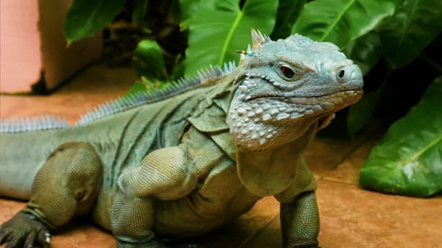 S04:E15 - Blue Iguana Fights Extinction