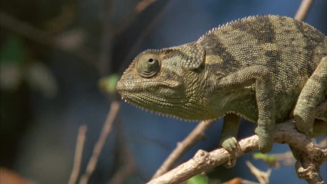 S01:E24 - My Friends From SAVANAH