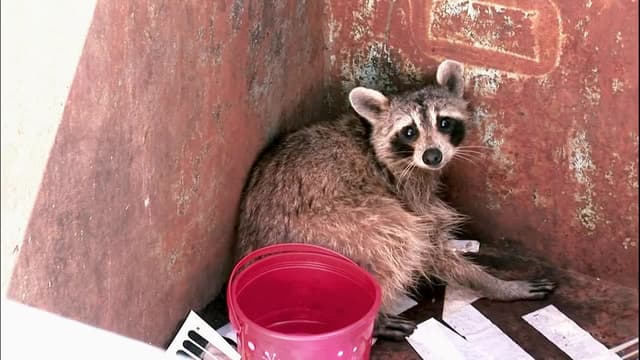 S02:E02 - Attack of the Trash Can Raccoon
