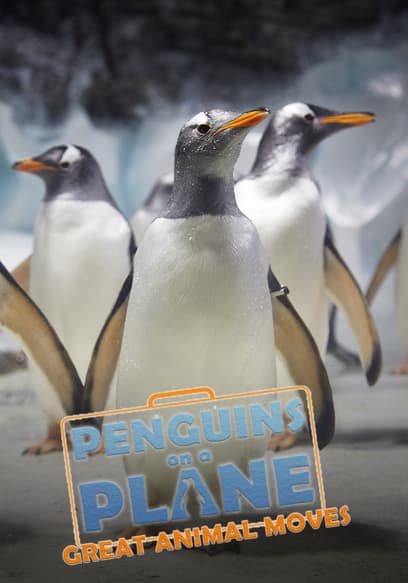 Penguins on a Plane: Great Animal Moves