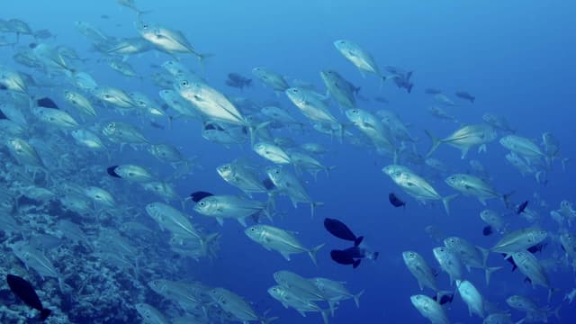 S01:E07 - Sharks at Palau’s Blue Corner