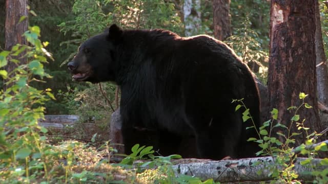 S08:E07 - Bears in the U.P.