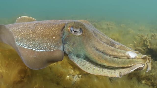 Watch Blue World S07:E01 - Giant Cuttlefish in South Australia + Blue ...