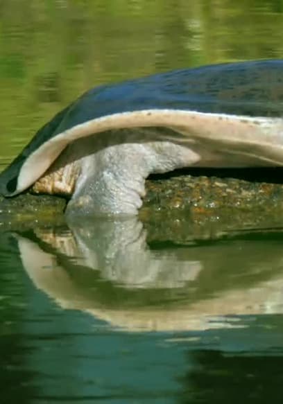 S01:E10 - The Eternal Swamps: Florida poster