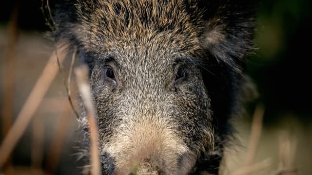 S01:E06 - Wild Boar