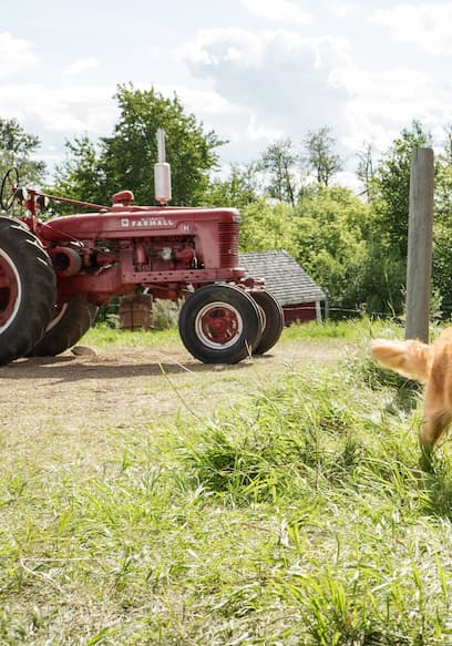 DOG'S PURPOSE, A Trailer