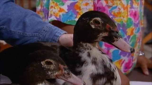 S02:E25 - Unlucky Ducks / Mr. Lite's Dog Bite