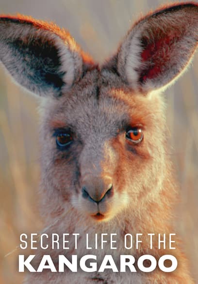 Secret Life of the Kangaroo