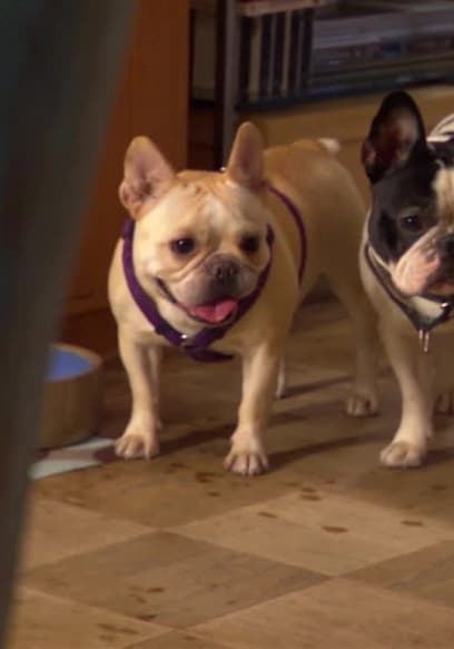 S03:E10 - French Bulldog Revolution poster