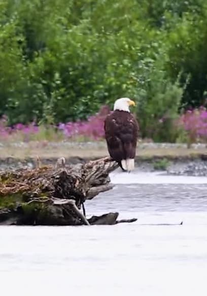 S01:E06 - Bald Eagle Adventure poster