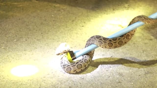 S01:E05 - Discovering Siamese Russel’s Vipers