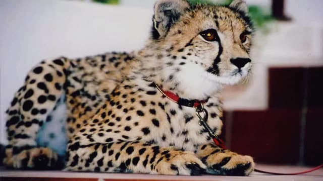 S01:E17 - Byron Cheetah Teacher