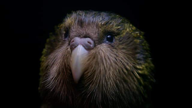 S02:E01 - Deidre and the Kakapo: New Zealand