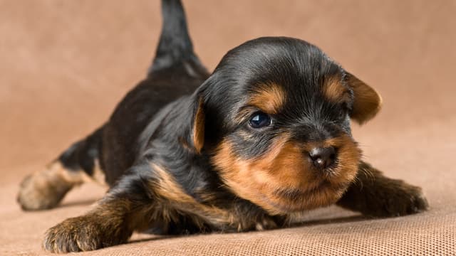 S01:E08 - More Farm Babies