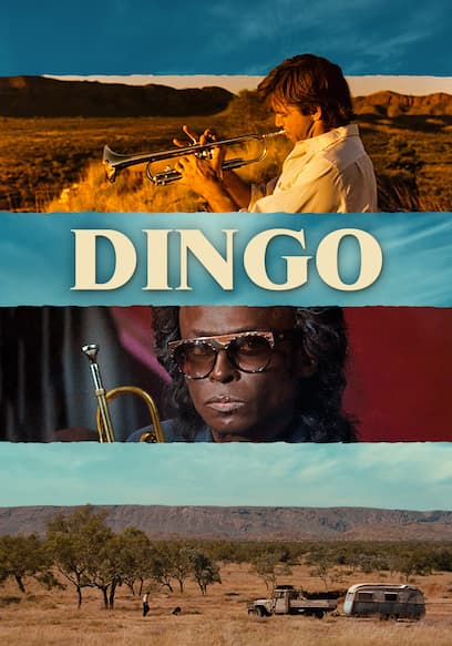 Dingo