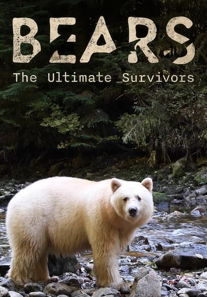 S01:E01 - Bears: The Ultimate Survivors