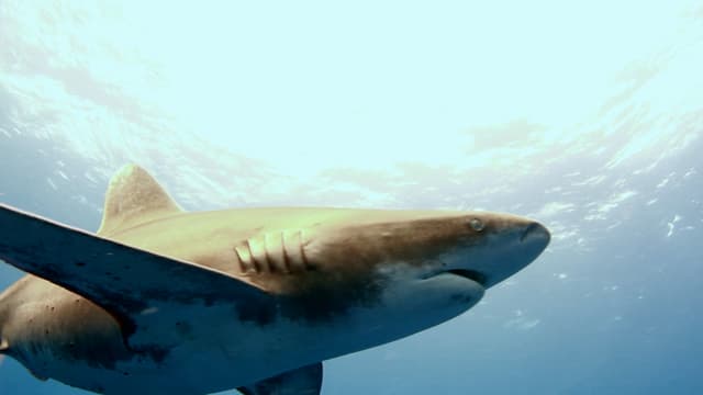 S01:E02 - Oceanic Whitetip Sharks