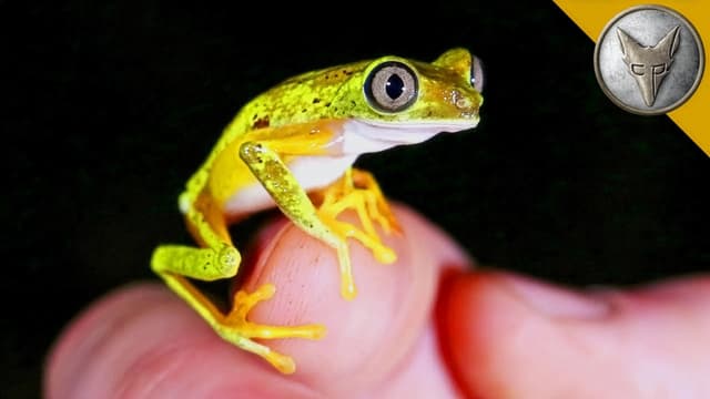 S01:E19 - Jungle Jewels: Lemur Leaf and Ghost Glass Frogs