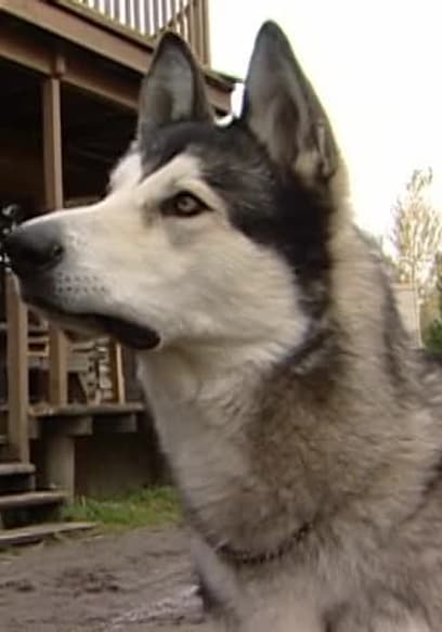 S01:E11 - Episode 11: Kavik: Call of the Wild & Mas: Water Rescue Dog poster