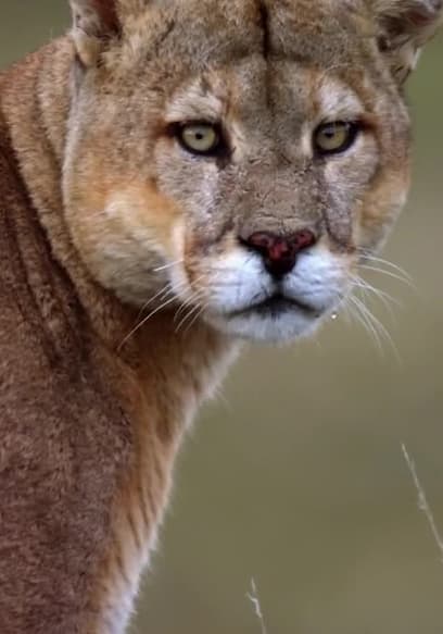 S01:E03 - The Secret Lives of Pumas poster