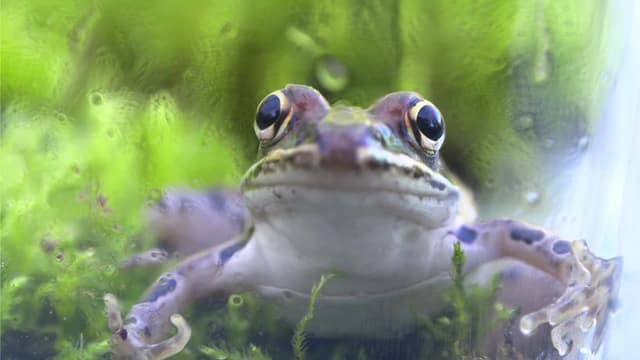 S07:E12 - Poisonous Frog Taste Test