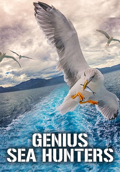 Genius Sea Hunters