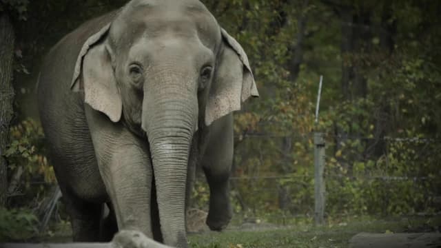 S05:E07 - The Elephant Next Door