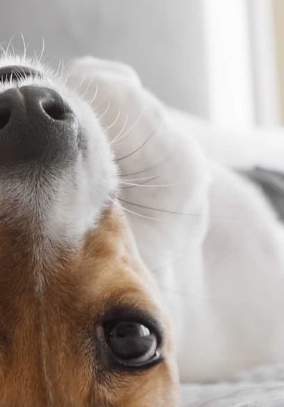 S01:E09 - Do Dogs Really Love Us? poster