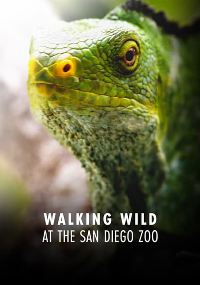 Walking Wild at the San Diego Zoo