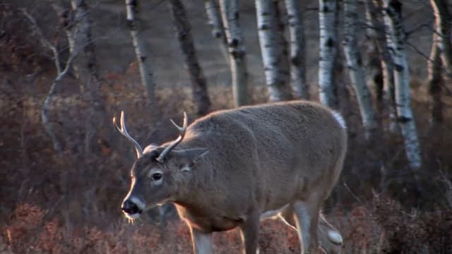 S09:E03 - Hal and Len Go Hunting 'Giant' Whitetails