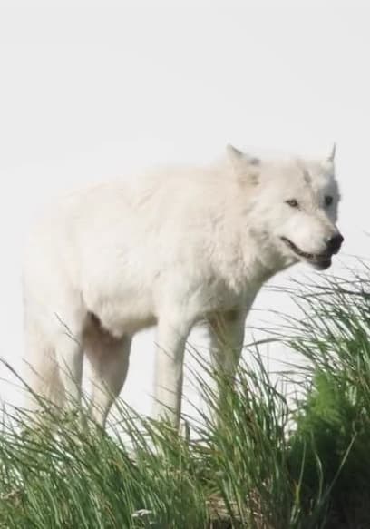 S01:E04 - El lobo y la tormenta poster