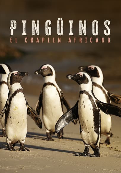 Pingüinos: El Chaplin Africano (Doblado)