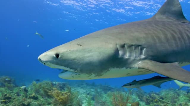 S06:E07 - Shark Attack