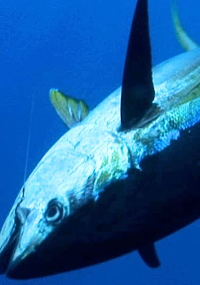 S01:E18 - Fishing Frenzy at Alijos Rocks, Part 1: The Ridge poster