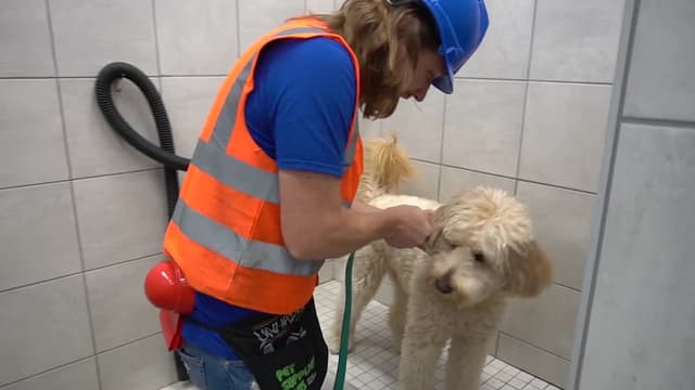 S01:E06 - Explore a Pet Shop / Handyman Hal Works at Pet Supply Plus / Learn About Animals