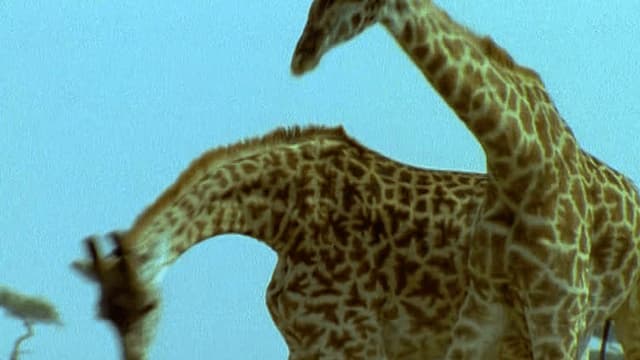 S01:E11 - Batallas de animales (Pt. 1)