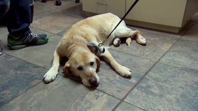 S01:E08 - Feline Face Lift