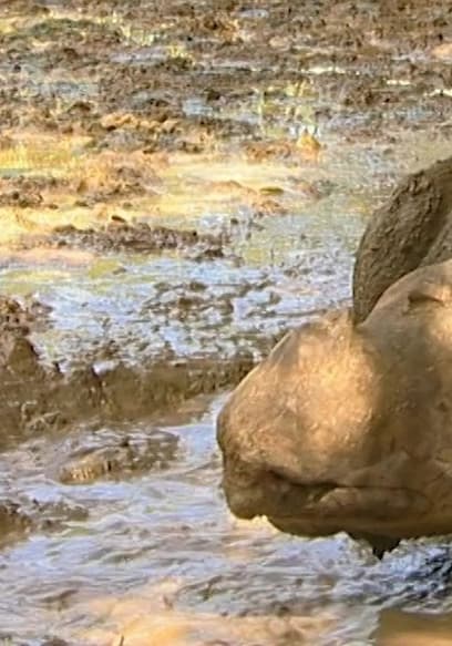 S01:E07 - Jungle Trek: In Search of the Sumatran Rhino poster
