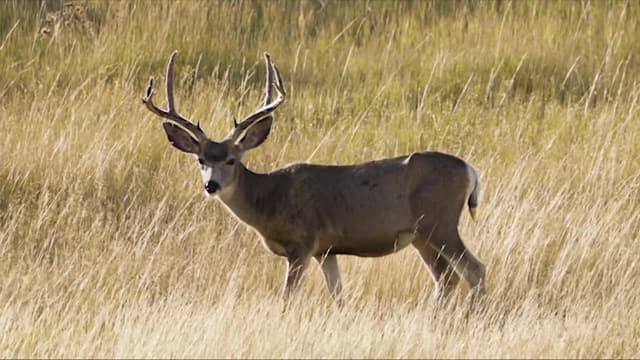 S01:E06 - Badlands Mule Deer With Jason Matzinger