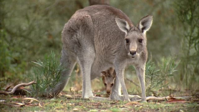 S01:E15 - Kangaroo