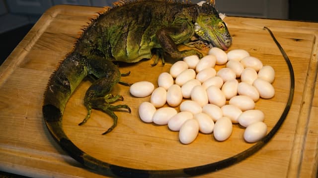 S01:E03 - Eating Iguana Eggs
