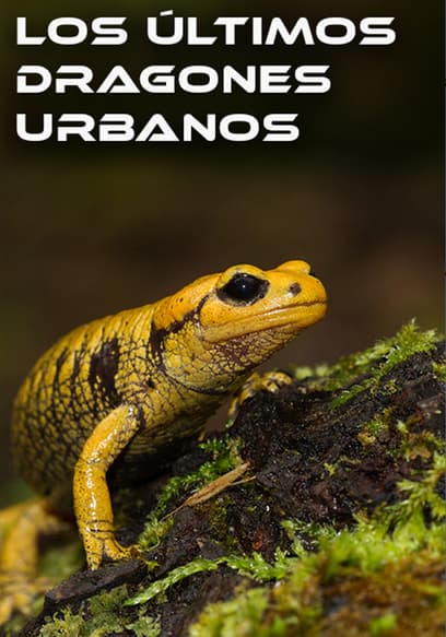 Los Últimos Dragones Urbanos
