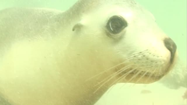 S01:É15 - S01:E15 - Sth Australia – the Road to Ceduna